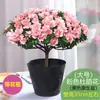 Planta de azaleia em vaso para interior com botões de flor, azaleia grande, planta madura, floresce nas quatro estações, fácil de cuidar e uma boa escolha para folhagem de interior