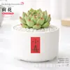 Plantas Suculentas de Interior, Cactos Pequenos em Vasos, Flores, Plantas Verdes, Escritório, Jardim de Infância, Mesa, Suculentas Tipo Cacto