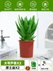 Ciudad sin Noche Planta de Aloe Vera en Maceta Planta Verde Purificadora de Aire de Interior Suculenta para Escritorio de Oficina Flor de Cuatro Estaciones Cactus Plántula de Aloe Vera