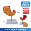 Modelo de estómago grande natural Anatomía del estómago Modelo de estómago Anatomía del estómago humano normal Modelo de enseñanza del perfil del estómago