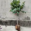 Plántulas de Nogal de Piel Fina de Una Pieza para Envío Directo, para Plantar en el Norte y el Sur, Plantas de Maceta para Patio, Plántulas de Nogal Extra Grandes de Piel Fina Injertadas