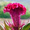 Sementes de Centáurea Perene no Atacado de Várias Regiões, Sementes de Dianthus Multicolores, Flores Medicinais, Flores de Trigo Gigantes, Sementes para Jardinagem