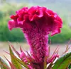 180 Variedades de Sementes de Flores Não Repetitivas, Fáceis de Cultivar em Todas as Estações, Podem Afastar Mosquitos, Adequadas para Varandas Internas e Externas, Distribuição Transfronteiriça