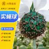 Trampa de Bola para Mosca de la Fruta Cítrica Agrícola para Huertos y Frutales, Bola Trampa Pegajosa de Prevención de Insectos para Moscas de Melón y Frutas, Herramienta Grande para Captura de Moscas de la Fruta