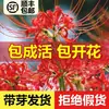 Bulbo de Lycoris radiata Manzhushahua flor vermelha em vaso brocado mutável Amaryllis bulbo grande flores de varanda fragrância forte Dama-da-noite