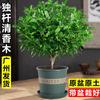 Dropshipping Planta Autêntica de Madeira Fragrante em Vaso para Interior Repelente de Mosquitos Madeira Pimenta Sala de Estar Planta Verde Perene para as Quatro Estações Mesa de Trabalho