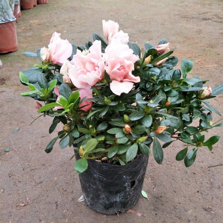 粉杜鹃40cm.jpg