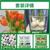 Tulipanes Hidropónicos al por Mayor 5 Grados Bulbos Grandes Resistentes al Frío para Invierno Interior/Exterior Fáciles de Cultivar para Principiantes Flores en Maceta Plantas