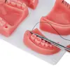 Frete Grátis para Modelo de Sutura Oral para Ensino Médico Módulo de Dente Artificial de Silicone Treinamento de Nós de Sutura Oral