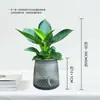 Planta Diamante Dorado en Maceta Grande, Planta Hidropónica Princesa Verde para Oficina, Planta Verde con Hojas Grandes que Elimina el Formaldehído