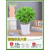 Planta en Maceta Flor de Milán, Planta de Interior con Flores y Capullos, Planta Verde Repelente de Mosquitos, Bonsái de Tocón Viejo, Planta de Floración Cuatro Estaciones, Fragante y Fácil de Cuidar
