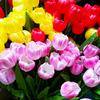Lámpara de pie LED de tulipán de simulación personalizada, lámpara de ingeniería para exteriores, lámpara de césped decorativa con simulación de parque cuadrado