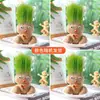 Una Planta Pequeña en Maceta Que Florece al Regarla sobre el Cabello de una Muñeca de Cabello Largo, Adecuada para la Observación del Crecimiento de Plantas en Jardín de Infancia, Fácil de Cuidar y Mantener por Niños