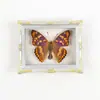 Mariposa Ojo de Esmeralda Azul Mariposa Real Imán para Refrigerador Espécimen Marco de Fotos Terminado Regalo de Gama Alta Pintura Decorativa