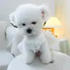 PETCIRCLE Roupinhas para Cães Pequenos e Filhotes, Saia Tutu Fofa de Malha Multicamadas, Vestido de Casamento Floral Vintage