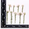 Flores Secas em Relevo, Espécimes Botânicos em Relevo para Ensino, Marcadores de Página Artesanais DIY, Colar Flores Secas, Capas de Celular, Aromaterapia com Cola