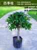 Un retoño de osmanthus, grandes flores de osmanthus de cuatro estaciones, elixir dorado del alto poste nativo del patio de agosto, pabellón Tianxiang Shen