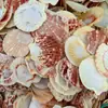 Artesanías de Caracolas Naturales Vendidas por Libra para Acuarios, Fotografía, Educación de Estudiantes y Niños, Minería y Uso Marino