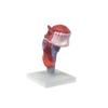 Para simulación médica enseñanza clínica anatomía laríngea de la lengua Suministros de exhibición lengua laríngea con modelo dental