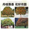 Mudas de Osmanthus, Árvores de Osmanthus, Osmanthus Dourado, Florais de Quatro Estações, Plantas em Vasos para Interior, Fácil de Cultivar no Quintal, Velhos Troncos Preciosos, Resistente ao Frio do Norte