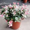 Camas de Flores en Patios de Jardín, Plantas Cubresuelos, Plantas Enanas, Camas de Flores de Jardín, Combinaciones de Plantas Cubresuelos Enanas