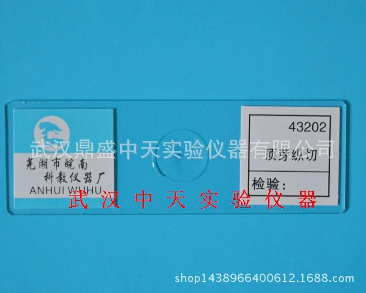 顶芽纵切-1