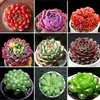Base de planta suculenta autoproducida y autovendida al por mayor suculentas pequeñas combinación de flores plantas en maceta plantas carnosas Lithops Haworthia