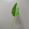 Engenharia material de folha combinando atacado simulação mão simulação planta verde arranjo de flores folha de bananeira planta verde decoração de parede folha de costas de tartaruga