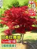 Bonsai de ácer japonês vermelho para interior, plantas em vaso de ácer vermelho de folhas vermelhas maduras, fácil de manter durante todo o ano, Ácer dourado Red Dance Princess
