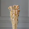 Flores de Mijo Conservadas Blancas, Flores de Mijo Secas, Venta al por Mayor desde Fabricante, Materiales para Uñas Hechas a Mano DIY