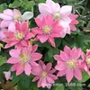Las plántulas de Clematis florecen el mismo año. Plantas trepadoras Josephine Utopia para jardín y balcón. Planta Trepadora Reina para Jardín