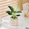 Planta Hidropônica Diamante Platina Envasada para Interior Sala de Estar Flores Fáceis de Cultivar Plantas Verdes de Quatro Estações Absorvem Certos Aldeídos