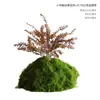 Musgo Sintético Decoración Suave para Interiores Conjunto de Micro-Paisajismo Combinación Ventana Pasillo Musgo Falso Planta Verde Decoración de Paisajismo Arreglo