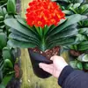 Planta de Clívia em vaso preciosa, muda madura para varanda interna, floresce no mesmo ano, variedade 'Monge de Cabeça Redonda', fácil de cuidar, uma boa planta verde