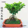 Mudas de Bonsai de Tronco de Árvore Perene de Quatro Estações Plantas de Interior Ginseng Banyan Ficus de Folha Pequena Árvore em Vaso Novo Trigo Artificial Resistente ao Frio Taibo