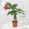 Árbol del Dinero Maceta Planta de Interior Tierra para Flores Pequeño Bonsái Cultivado en Maceta Planta Verde para Sala de Estar Oficina Fortuna Cerámica Maceta Pequeña