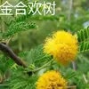 Mudas de Albizia Julibrissin Mudas de Flor de Veludo Albizia Julibrissin Mudas de Flor de Hibisco Mudas de Flor de Albizia Julibrissin em Vaso para Pátio Mudas para Paisagismo de Pátio