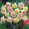 Los Bulbos de Narciso de Zhangzhou Son Plantas de Maceta Hidropónicas Cultivadas en Agua, Florales de Interior que Florecen en Todas las Estaciones y Son Fáciles de Cultivar y Vivir con Semillas Grandes