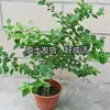 Plántulas de Fruta de Arándano Perla Negra, Siembra en Tierra de Patio, Plantas en Maceta para Balcón, Plántulas del Norte y Sur con Bolsas de Tierra, Siembra en Vivo y Frutificación en el Mismo Año