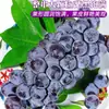 Uvas Negras de Verano de Yunnan 2.5 kg Frescas de Temporada Sin Semillas, Fruta para Mujeres Embarazadas, Caja Entera con Envío Gratis