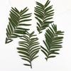 Hojas secas repujadas de Metasequoia flores secas venta al por mayor transfronteriza DIY pegamento de gota funda para teléfono móvil marco de fotos hecho a mano marcapáginas pegatinas de hojas
