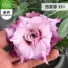 Planta en Maceta Rosa del Desierto con Doble Pétalo, Planta Verde Resistente a la Sequía, Fácil de Cuidar en Interiores o en el Balcón, Planta Suculenta Fácil de Mantener en Verano