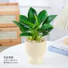 Planta Princesa Verde en Maceta Diamante Dorado para Escritorio de Oficina, Planta de Hojas Verdes que Purifica el Aire y Absorbe Formaldehído, Planta de Hojas Grandes