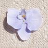 Flor Phalaenopsis Tamanho Pequeno Cabeça de Flor Chapéu Flor Casamento Caixa de Doces Flor Feita à Mão Flor Decorativa para Roupa Material para Flor DIY Feita à Mão