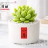 Plantas Suculentas de Interior, Cactos Pequenos em Vasos, Flores, Plantas Verdes, Escritório, Jardim de Infância, Mesa, Suculentas Tipo Cacto
