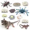 Conjunto de 12 Peças de Figuras Realistas do Ciclo de Vida de Insetos e Animais de PVC Brinquedos Educativos Formigas Aranhas Lagartos Ovos e Mais Brinquedos de Aprendizado da Natureza Vida de Insetos