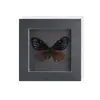 Specimen de Mariposa Real Set de Regalo de Mariposa Rosa Manchada Premium para Mujeres, Decoración 3D, Regalo para Amigos, Materiales Didácticos, Marco de Fotos