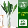 Orquídea de una hoja, Planta perenne en maceta para todas las estaciones, Planta hidropónica de oficina, Adorno de celebridad de internet, Fácil de cultivar en interiores, Resistente al frío, Purifica el aire