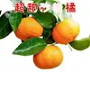 Naranja Azucarada de Guangxi, de cáscara fina, fresca de temporada, apta para mujeres embarazadas, venta al por mayor por caja, envío gratis, disponible en sitios independientes y AliExpress