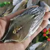MariscosCaballa Seca sin Cabeza ni Cola, Desviscerada, Semiseca, Ligeramente Salada, Pescado Salado Seco, a Granel